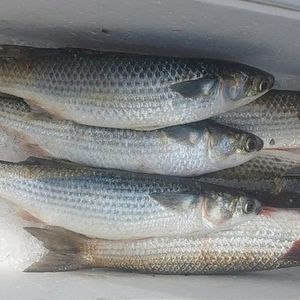 imagem do produto Tainha Fresco