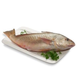 imagem do produto Corvina Fresco