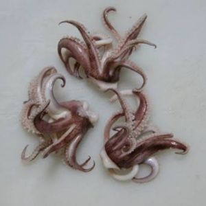 imagem do produto Cabeça de Lula