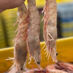 imagem do produto Camarão Rosa Grande