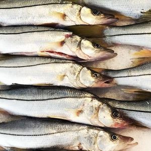 imagem do produto Robalo Fresco