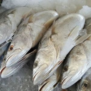 imagem do produto Pescada Branca Fresco