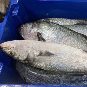 imagem do produto Anchova Fresco