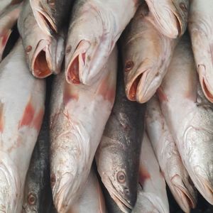 imagem do produto Pescada Cambucu Fresco