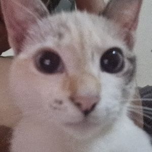 imagem do produto Gato Crocante 