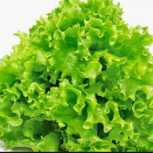 imagem do produto Alface 