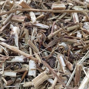 imagem do produto PICÃO PRETO