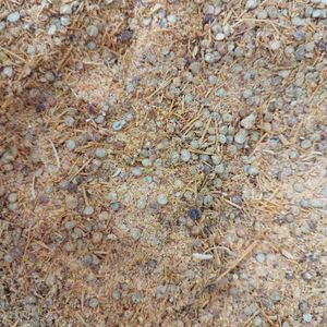 imagem do produto PIMENTA CAIENA