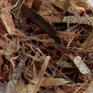 imagem do produto UNHA DE GATO RASURADA