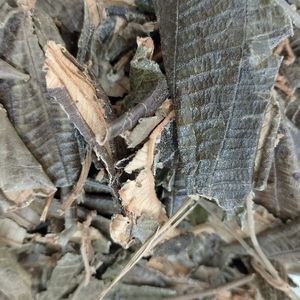 imagem do produto CANELA DE VELHO FOLHA