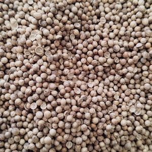 imagem do produto COENTRO GRÃO