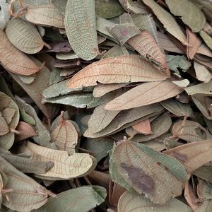 imagem do produto PATA DE VACA