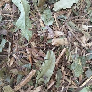 imagem do produto ERVA BALEEIRA