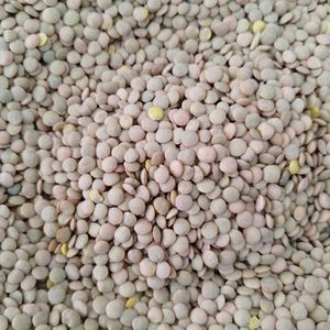 imagem do produto LENTILHA VERDE