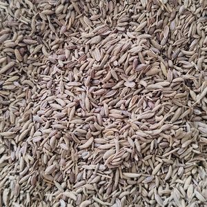 imagem do produto COMINHO GRÃO