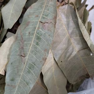 imagem do produto FOLHA DE GOIABA