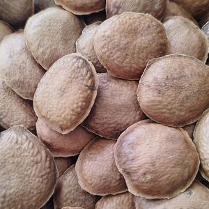 imagem do produto SEMENTE DE SUCUPIRA