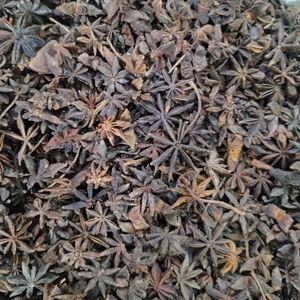 imagem do produto ANIS ESTRELADO