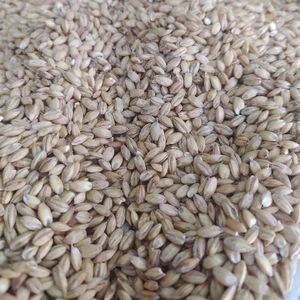 imagem do produto CEVADA PEROLIZADA