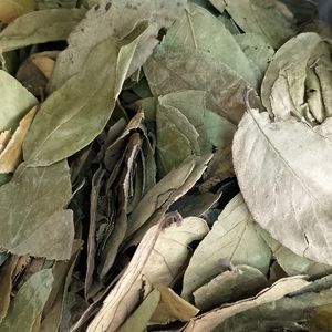 imagem do produto FOLHA DE GRAVIOLA