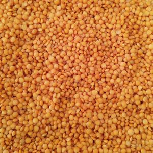 imagem do produto LENTINHA VERMELHA