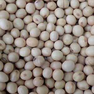 imagem do produto SOJA EM GRÃO