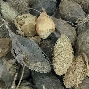 imagem do produto BUCHINHA DO NORTE