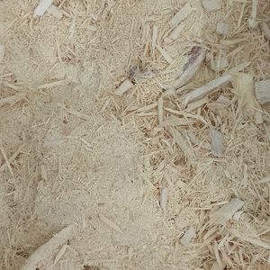 imagem do produto MULUNGU