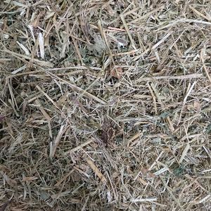 imagem do produto MELAO SAO CAETANO