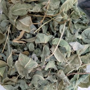 imagem do produto MORINGA FOLHA