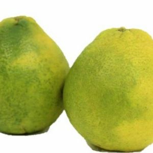 imagem do produto Laranja Champagne Org. KG