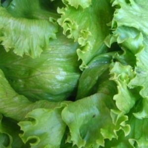 imagem do produto Alface crocante americana Org. 