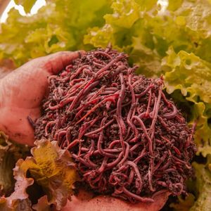 imagem do produto Minhocas Californianas