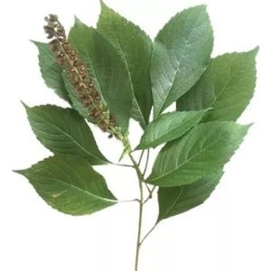 imagem do produto Manjericão Zattar 