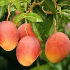 imagem do produto Polpa de manga com maracujá 100% pura