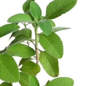 imagem do produto Boldo Org. 