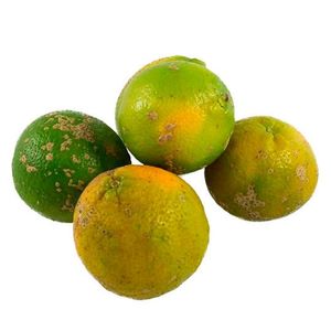 imagem do produto Limão Caipira Org.  