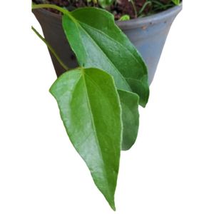 imagem do produto Folha de Guaco Org. 