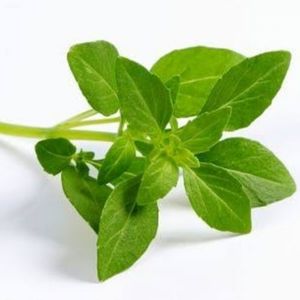 imagem do produto Manjericão Folha Larga Org. 