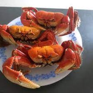 imagem do produto Caranguejo inteiro (pre cozido) congelado.