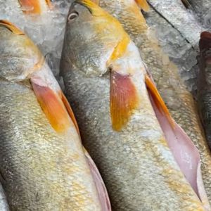 imagem do produto Pescada amarela freaca