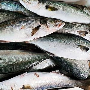 imagem do produto Anchova fresca