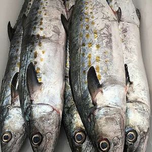 imagem do produto Sororoca fresca