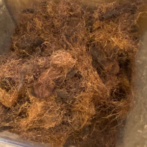 imagem do produto CABELO DE MILHO