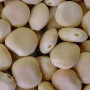 imagem do produto FAVA BRANCA GRAUDA