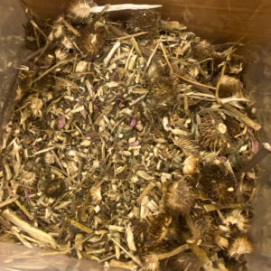 imagem do produto EQUINACEA FLOR