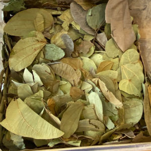 imagem do produto PATA DE VACA EM FOLHAS