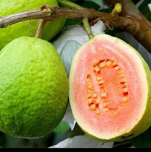 imagem do produto GOIABA