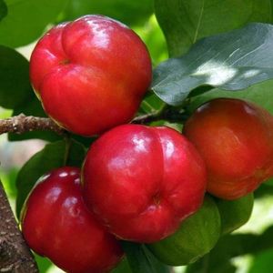 imagem do produto Acerola