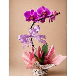 imagem do produto Orquídea 01